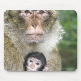 Barbary Macaque . Adulte with babyMacaca Mouse Pad