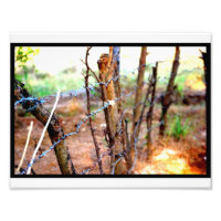 Barbed Wire Fence
