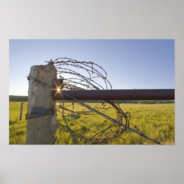 Barbed wire rolled up on fencerow near poster (Front)