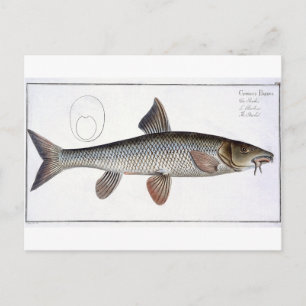 Barbel (Cyprinus Barbus) plate XVIII from 'Ichthyo Postcard