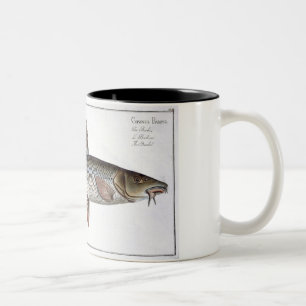 Barbel (Cyprinus Barbus) plate XVIII from 'Ichthyo Two-Tone Coffee Mug