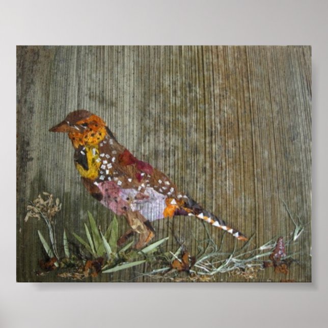 Barbet Bird Poster (Front)