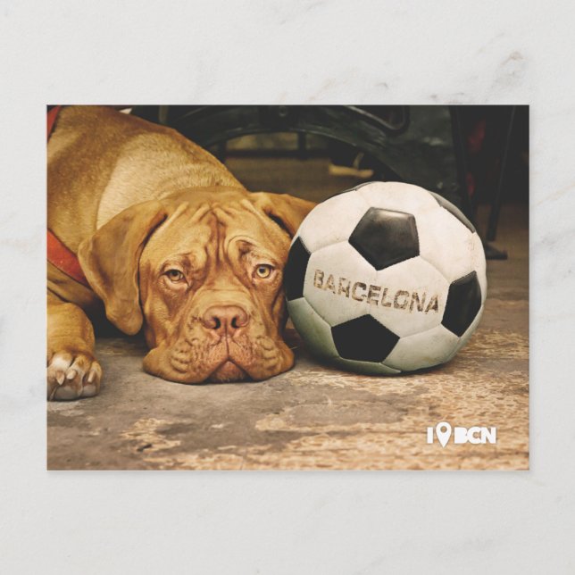 Barcelona's soccer fanatic dog postcard (Front)