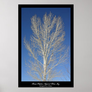 Bare Poplar Against Blue Sky Poster