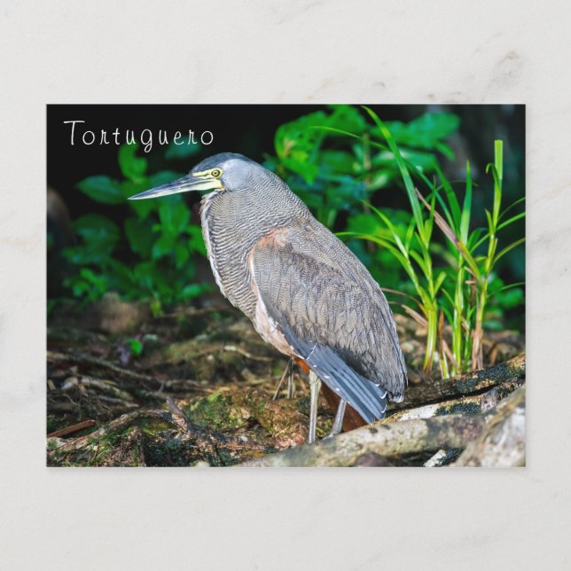 Bare-Throated Tiger Heron in Tortuguero Postcard (Front)