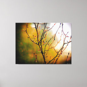 Bare Tree Branches in Mist Canvas Print