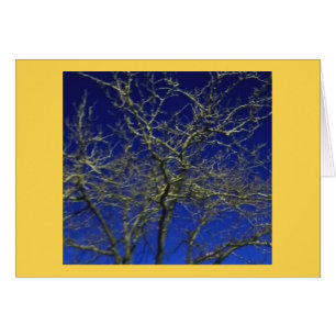 Bare Tree ... Cell Phone Photo 2016