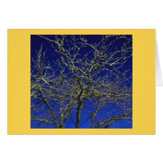 Bare Tree ... Cell Phone Photo 2016 (Front Horizontal)