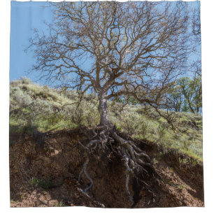 Bare tree on mountain during day