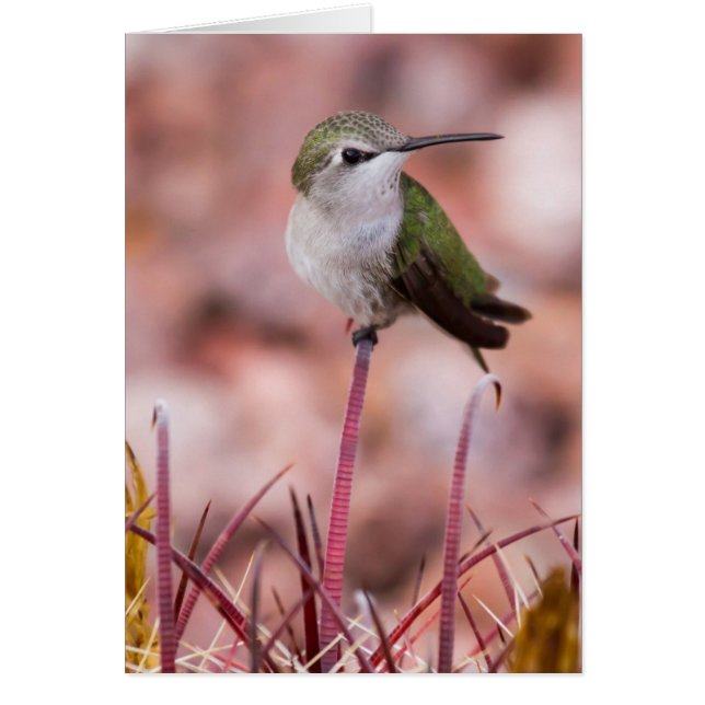 Baril Cactus Roosage (Devant)