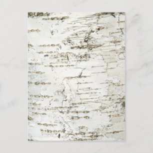 BARK BIRCH POSTCARD