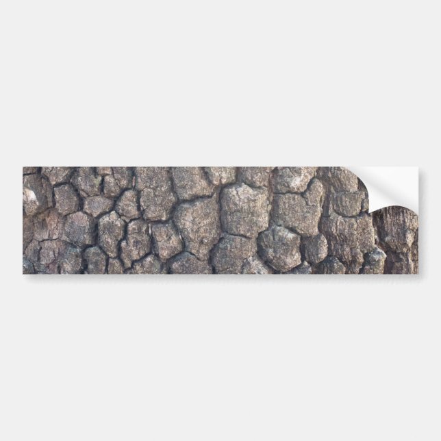 Bark of plane tree bumper sticker (Front)