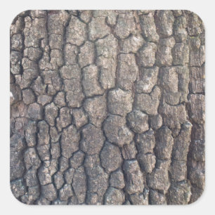 Bark of plane tree square sticker