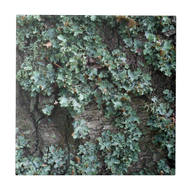 Bark of tree tile (Front)