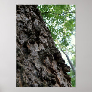 Bark on a Tree Poster