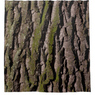 Bark tree oak moss trunk wood
