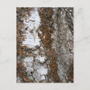 Bark tree postcard