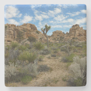Barker Dam Loop Trail at Joshua Tree National Park Stone Coaster
