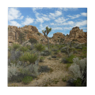 Barker Dam Loop Trail at Joshua Tree National Park Tile