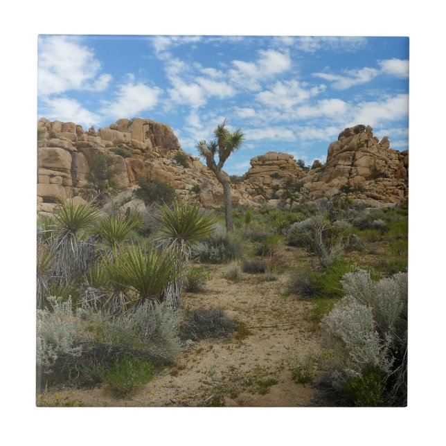 Barker Dam Loop Trail at Joshua Tree National Park Tile (Front)