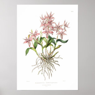 Barkeria spectabilis by Miss Drake. Poster