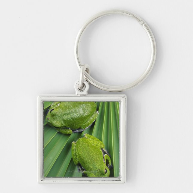 Barking Tree Frog (hyla gratiosa) Keychain (Front)