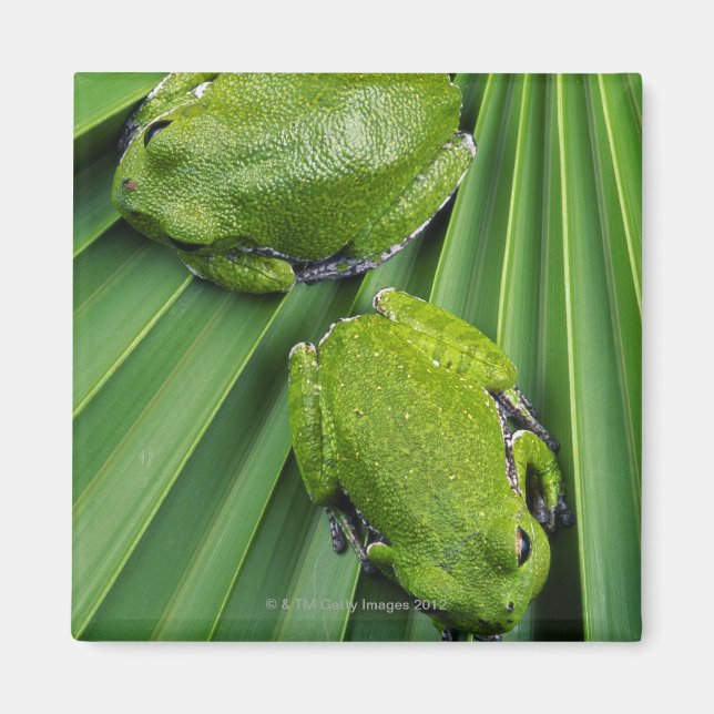 Barking Tree Frog (hyla gratiosa) Magnet (Front)