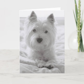 Barko in Bed Card