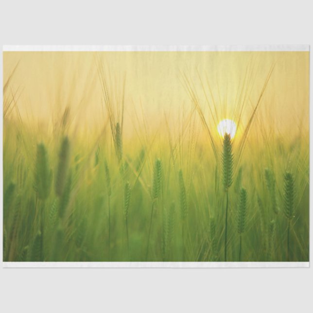 Barley Field Farm Decoupage Tissue Paper (Front)