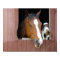 Barn Buddies