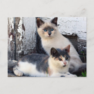 Barn Cats Postcard