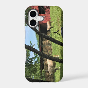 Barn & Cows, Rural North Carolina Canvas Print Mou