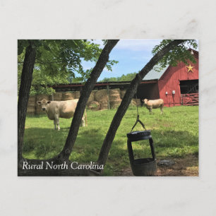 Barn & Cows, Rural North Carolina Canvas Print Pos Postcard