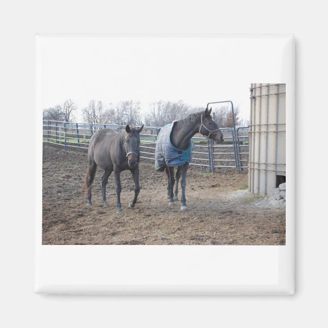 Barn Farm Horses Magnet (Front)