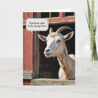 Barn Goat for Getting Old Birthday