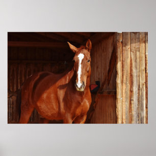 barn horse poster