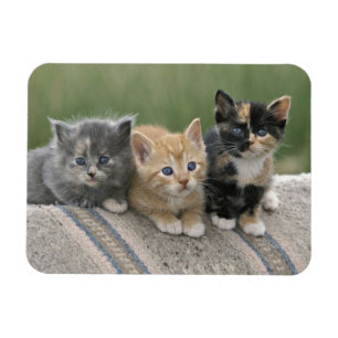 Barn Kittens on a Horse Blanket Magnet