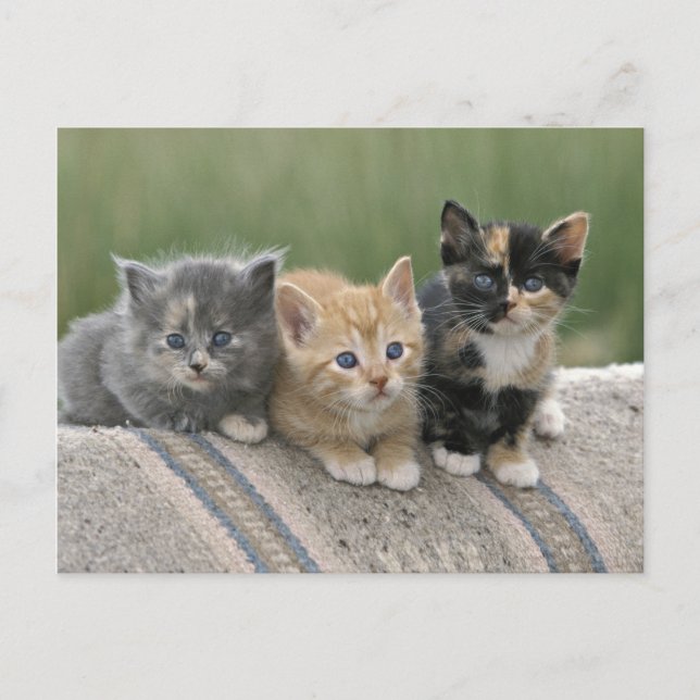 Barn Kittens on a Horse Blanket Postcard (Front)