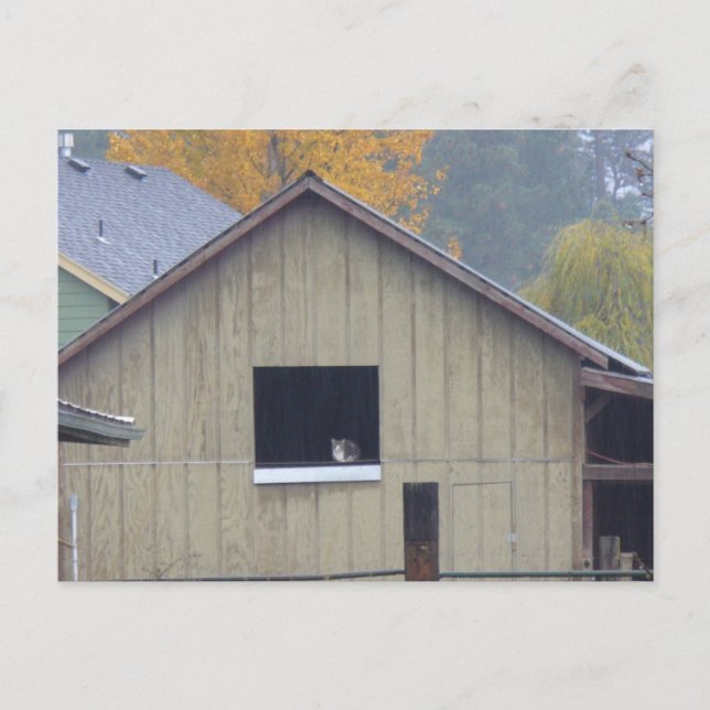 Barn Kitty Postcard (Front)