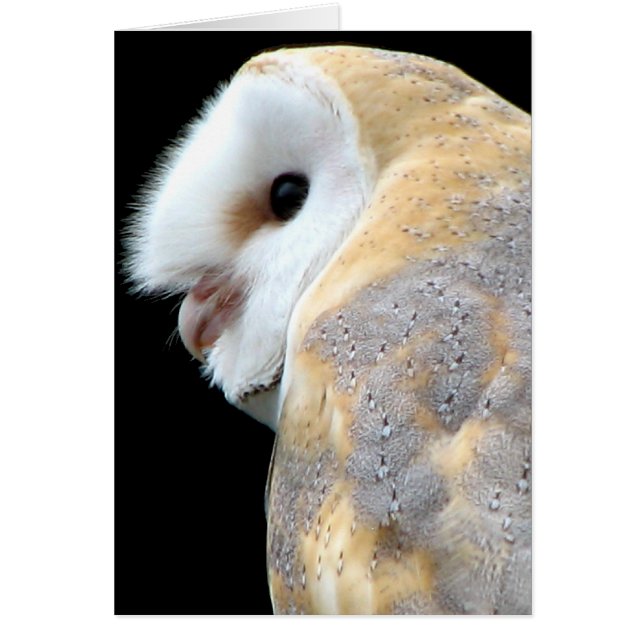 Barn Owl (Devant)