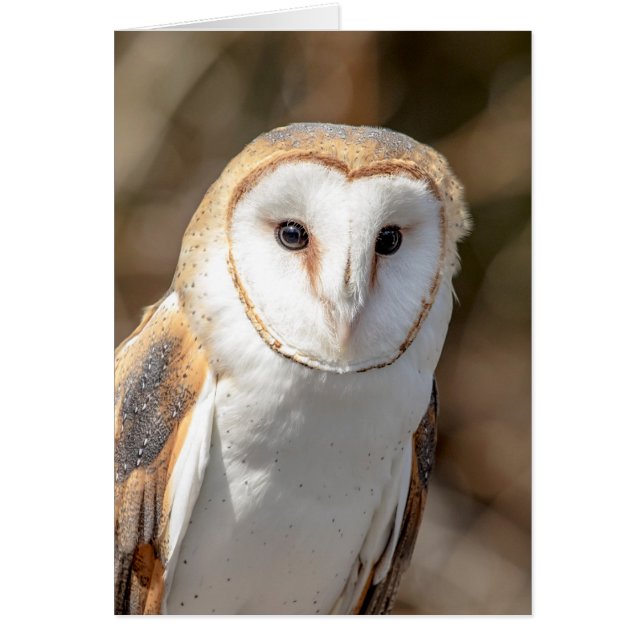 Barn Owl (Devant)