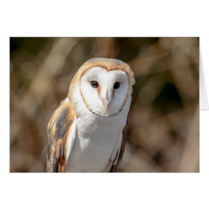 Barn Owl