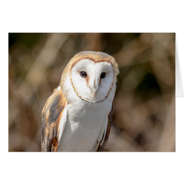 Barn Owl (Devant horizontal)
