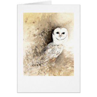 Barn Owl