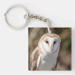 Barn Owl
