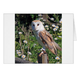 Barn Owl