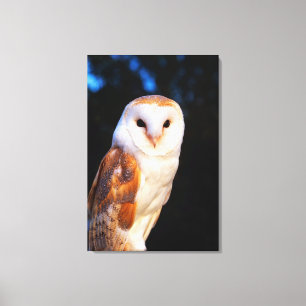 Barn Owl 2 Canvas Print