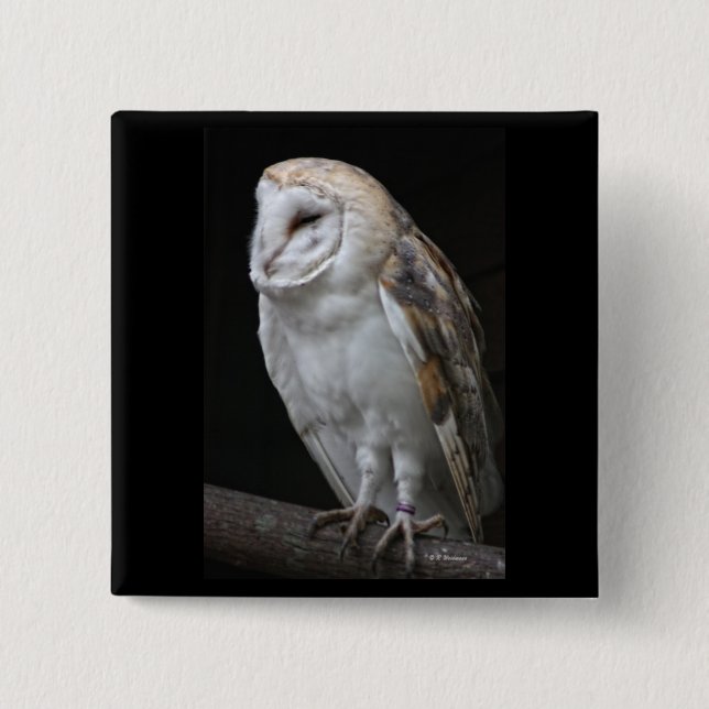 Barn Owl 2 Inch Square Button (Front)