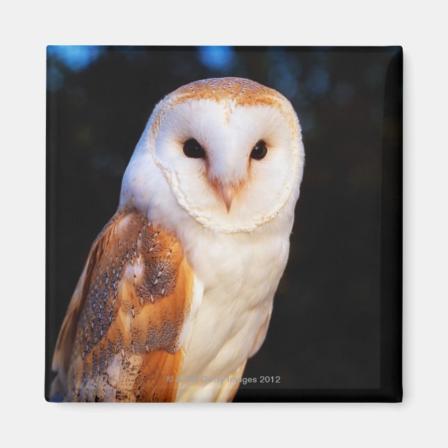 Barn Owl 2 Magnet (Front)