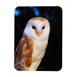 Barn Owl 2 Magnet